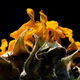 Illustration for article titled 58 Giant Close-Ups Of Plants